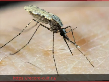 Малярия: Важная информация для путешественников