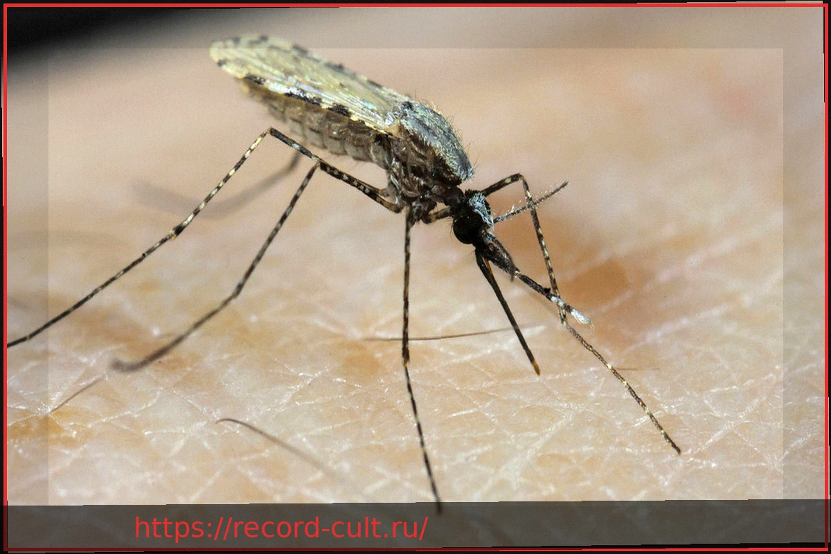 Preview Малярия: Важная информация для путешественников