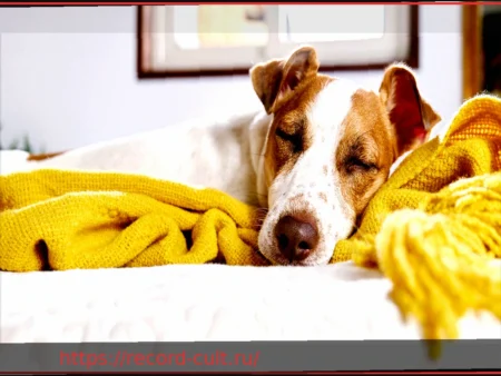 Домашние животные в постели: уютно или негигиенично?