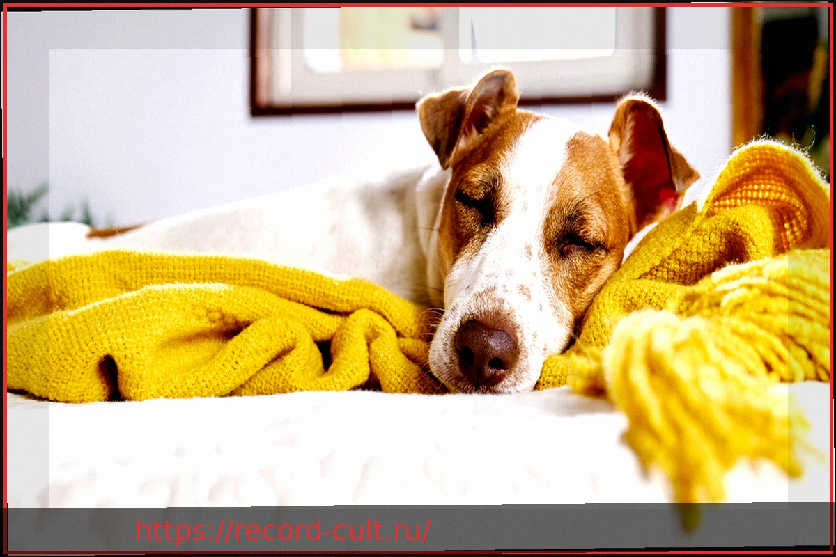 Preview Домашние животные в постели: уютно или негигиенично?