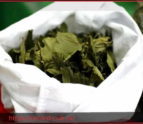 Кратом: 1 из 16 случаев приводит к реанимации – новый тревожный сигнал