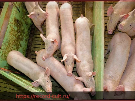 Зоонозы: когда возбудители болезней переходят от животных к человеку