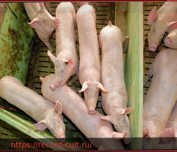 Зоонозы: когда возбудители болезней переходят от животных к человеку