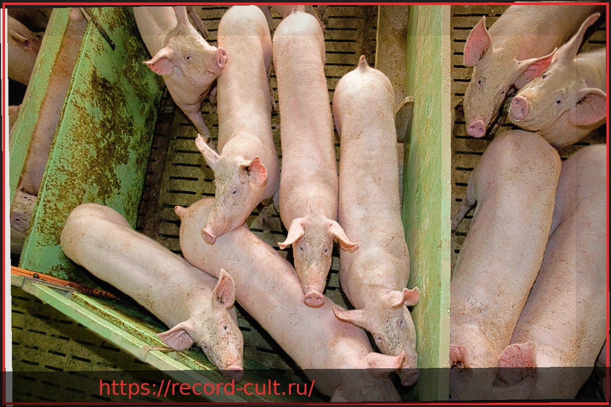 Preview Зоонозы: когда возбудители болезней переходят от животных к человеку