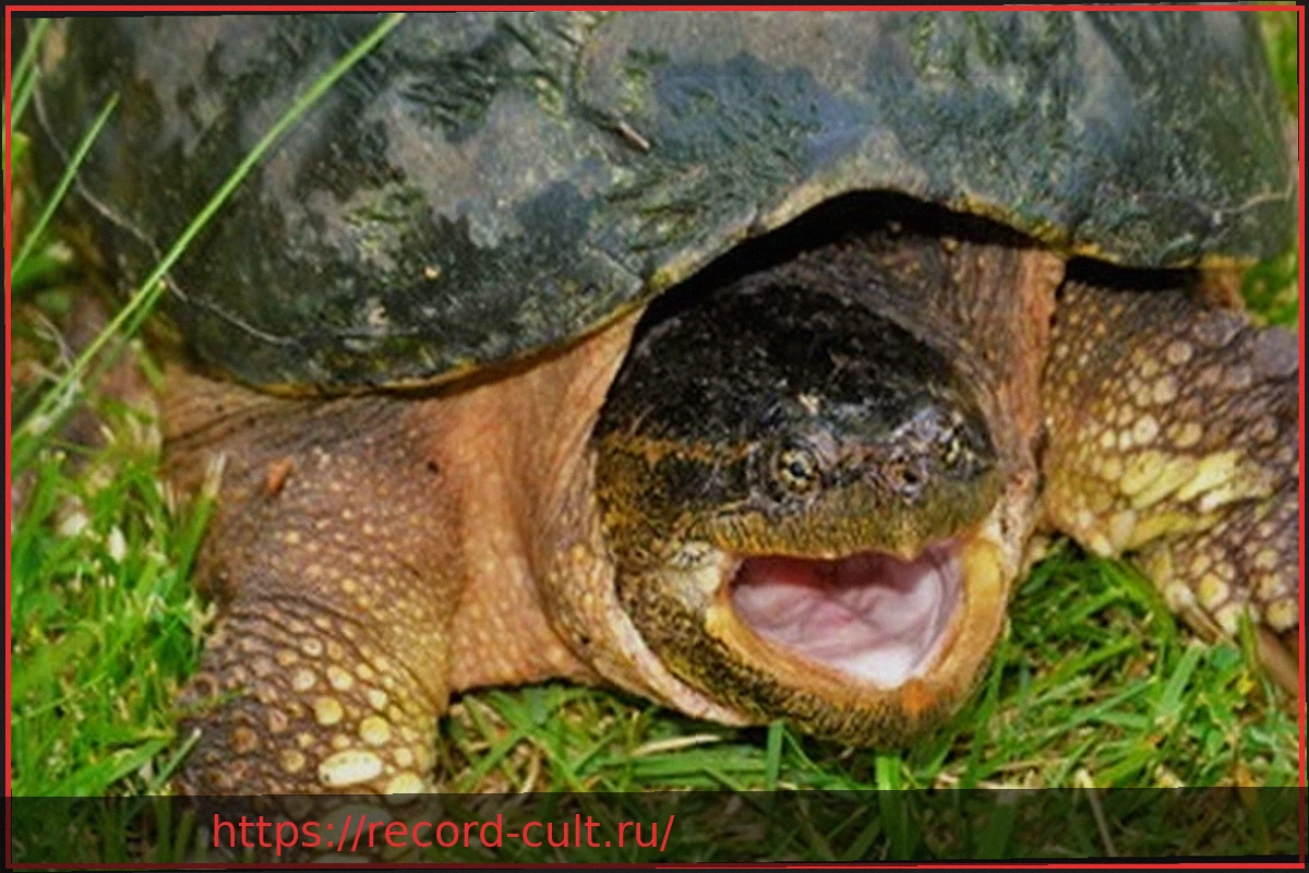 Preview Опасные аллигаторные черепахи: двойное обнаружение в Риме