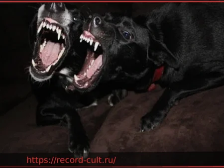 Трагедия в Фочене: 15-летний пес Додо стал жертвой двух агрессивных питбулей