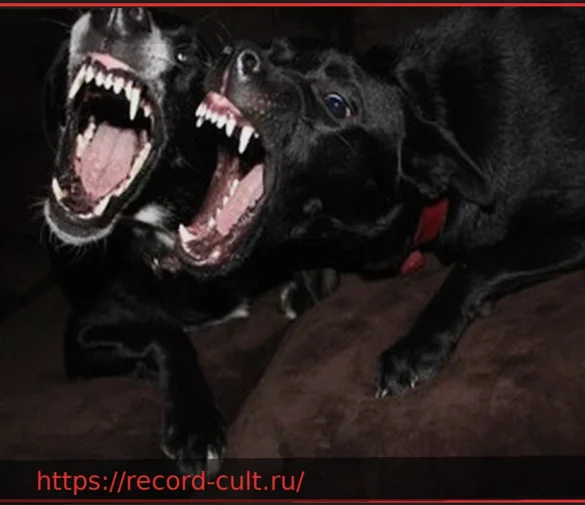 Трагедия в Фочене: 15-летний пес Додо стал жертвой двух агрессивных питбулей