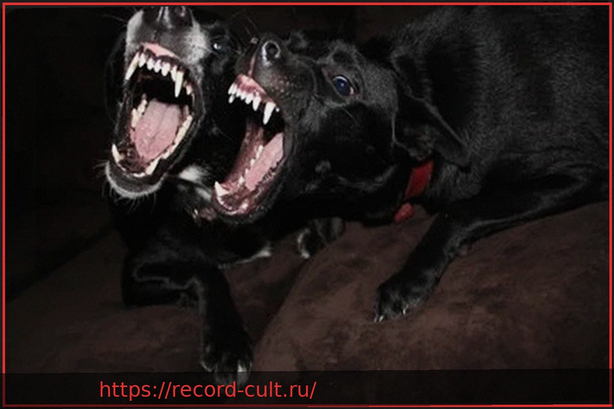 Preview Трагедия в Фочене: 15-летний пес Додо стал жертвой двух агрессивных питбулей