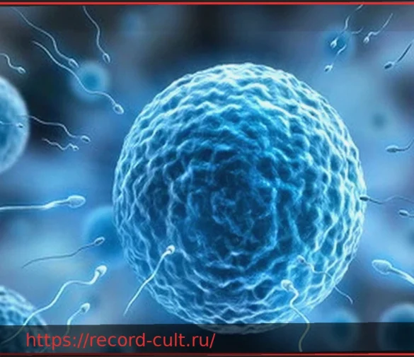 Не только ДНК: шокирующее открытие о сперматозоидах, которое может все изменить
