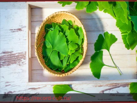 Гинкго как лекарство: что нужно знать о приеме