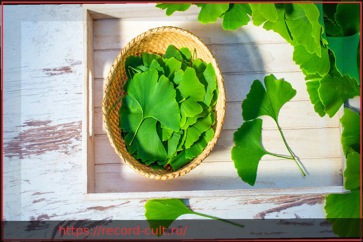 Preview Гинкго как лекарство: что нужно знать о приеме